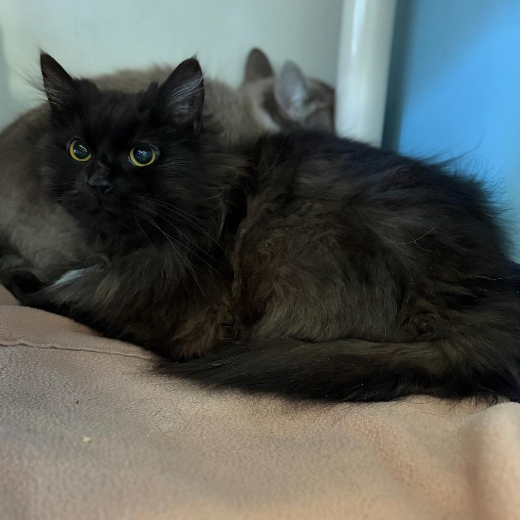 Clover - Shy Cat, Adoptable, Young Female Domestic Long Hair.