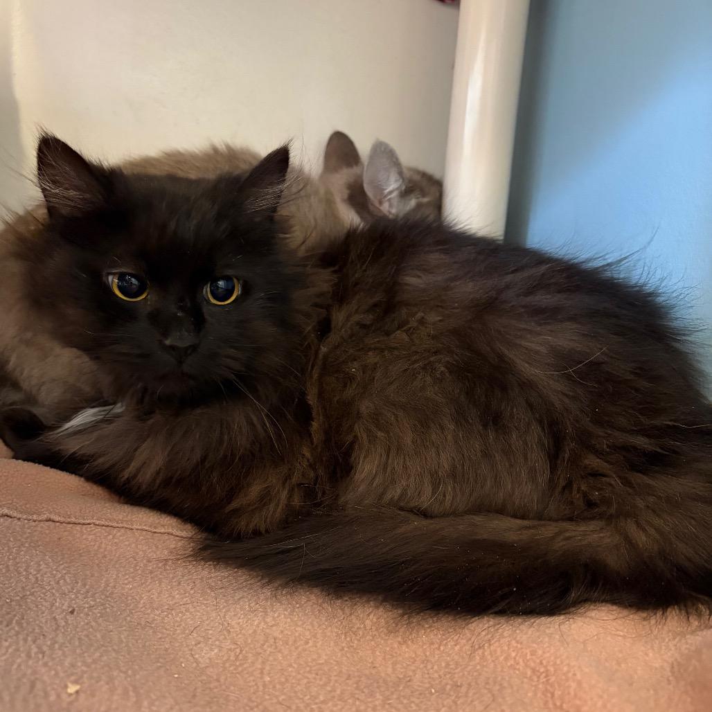 Enlarge Clover - Shy Cat, a Adoptable Domestic Long Hair in Morrisville, VT image 2/4