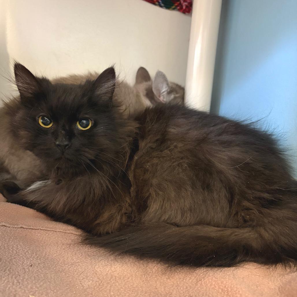 Enlarge Clover - Shy Cat, a Adoptable Domestic Long Hair in Morrisville, VT image 3/4