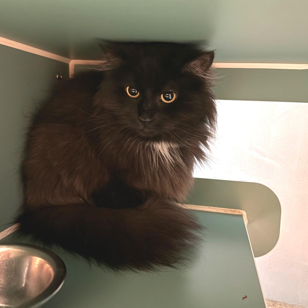Enlarge Clover - Shy Cat, a Adoptable Domestic Long Hair in Morrisville, VT image 4/4