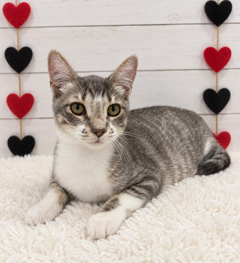 Enlarge Butter, a Adopted mixed breed in Corpus Christi, TX image 1/1