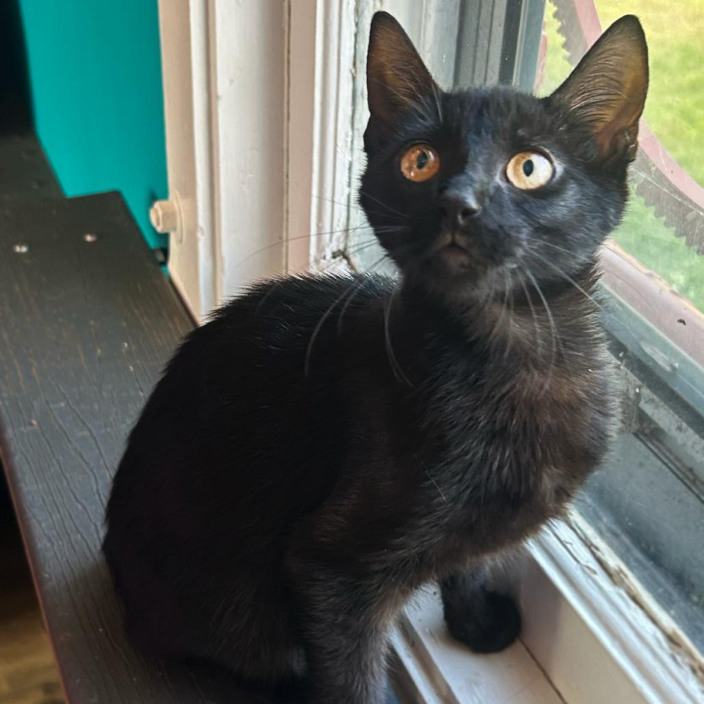 Star, ADOPTABLE, Young Female Domestic Short Hair.