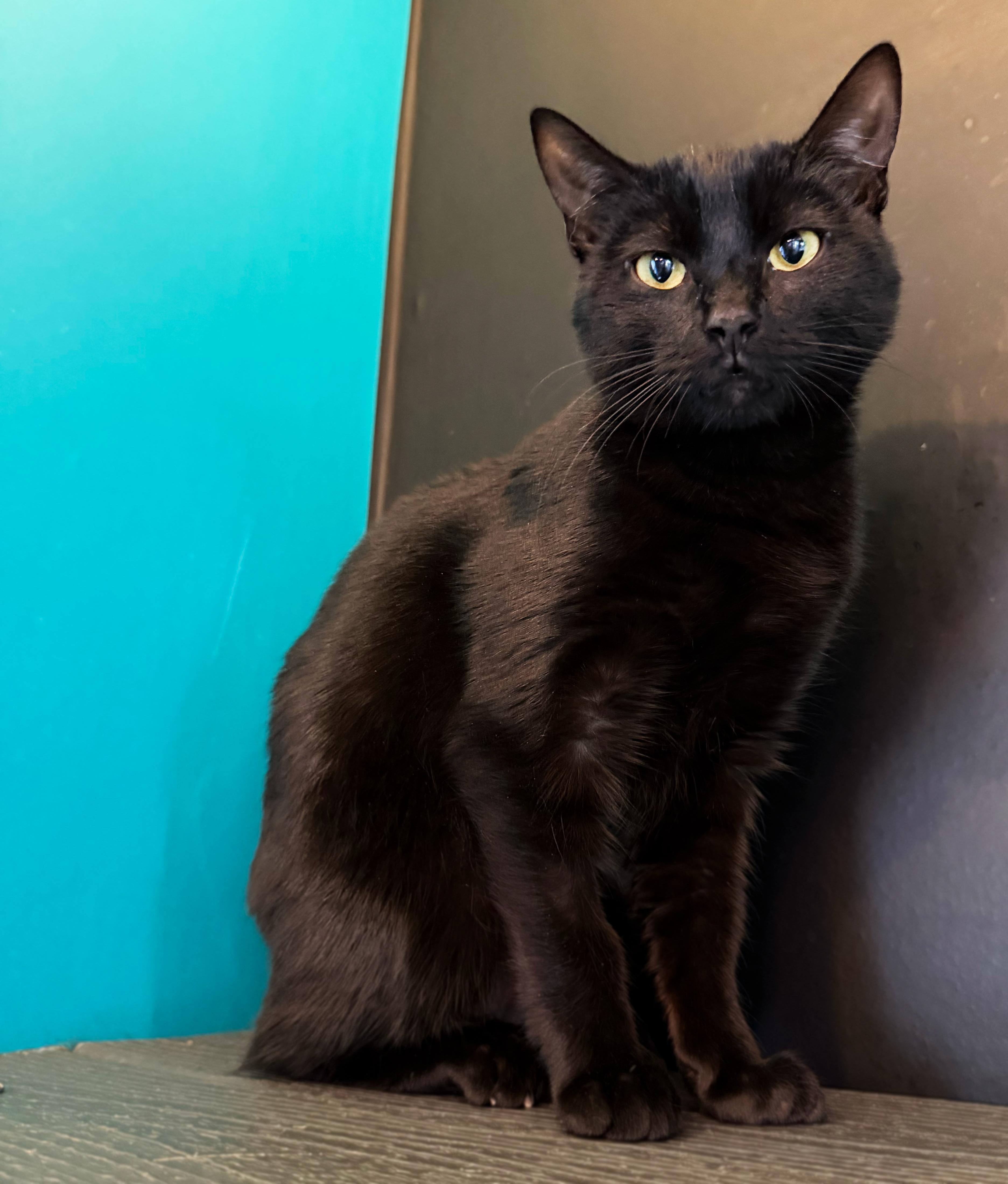 Star, ADOPTABLE, Young Female Domestic Short Hair.
