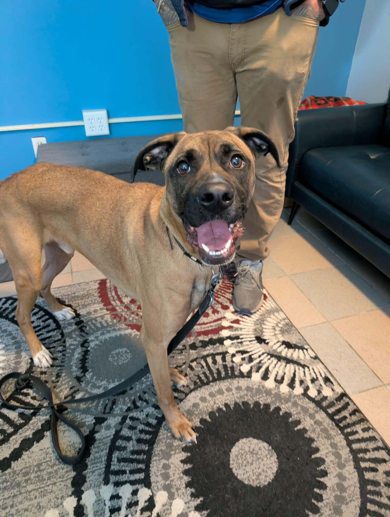 Enlarge Goose, a ADOPTABLE mixed breed in Maybrook, NY image 1/4