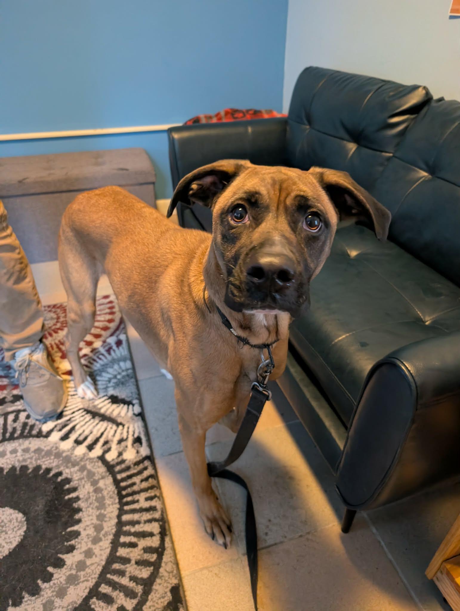 Enlarge Goose, a ADOPTABLE mixed breed in Maybrook, NY image 2/4