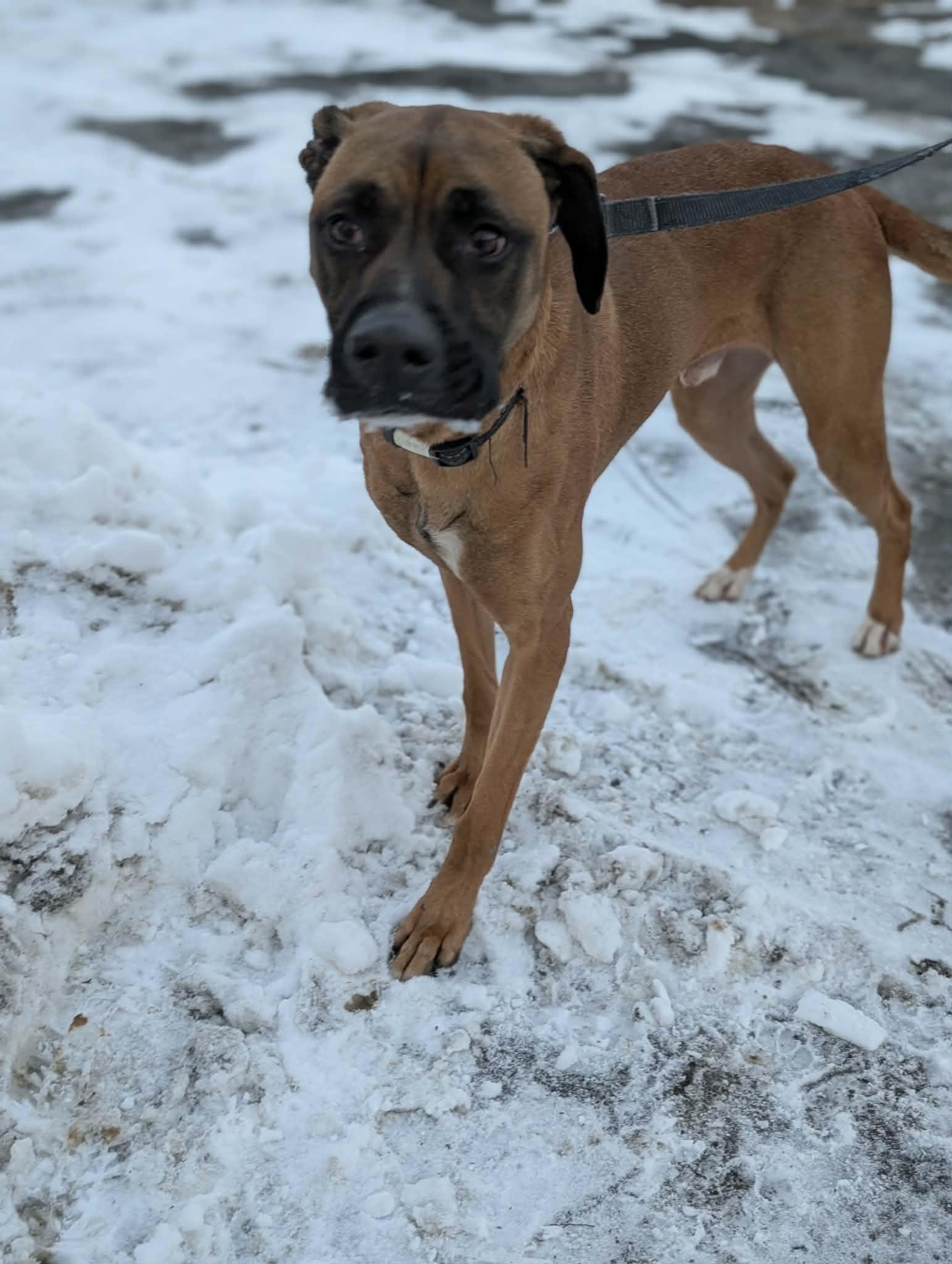 Enlarge Goose, a ADOPTABLE mixed breed in Maybrook, NY image 3/4