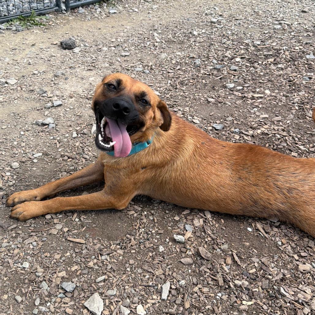Lady, Adoptable, Adult Female German Shepherd Dog & Mixed Breed.