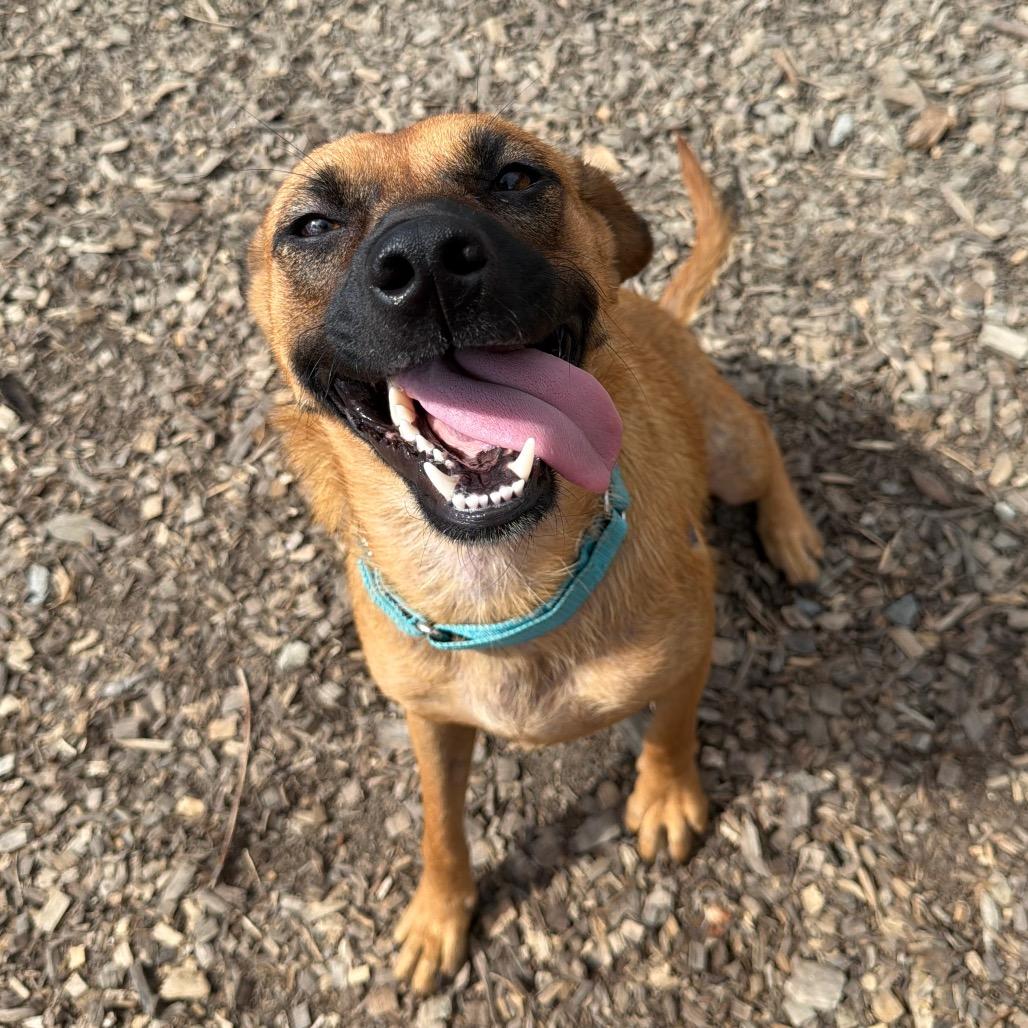 Enlarge Lady, a Adoptable mixed breed in Wappingers Falls, NY image 2/3