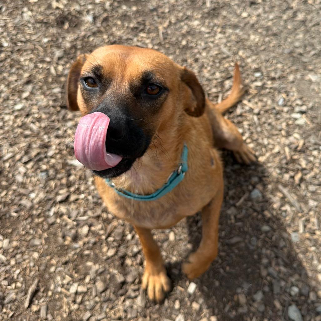 Enlarge Lady, a Adoptable mixed breed in Wappingers Falls, NY image 3/3