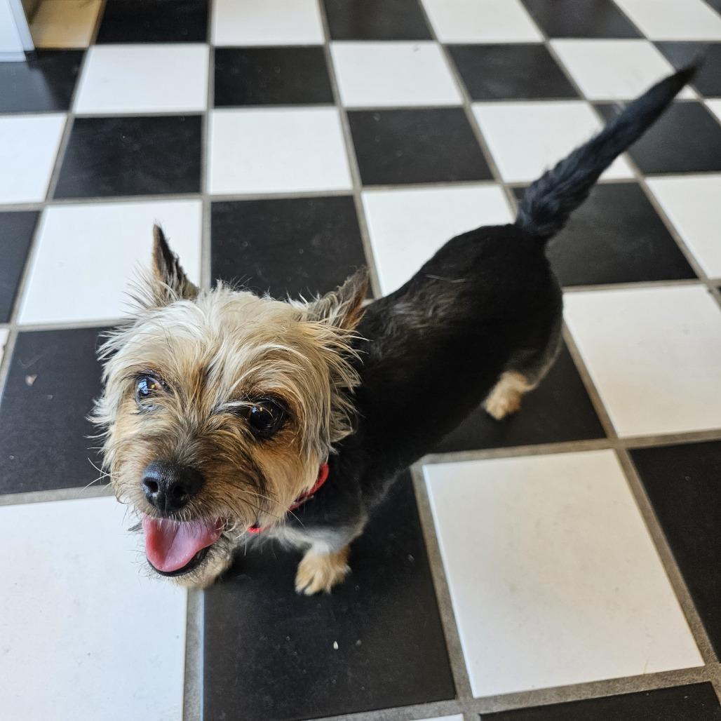 Zoey V 26-026, Adoptable, Adult Female Yorkshire Terrier.