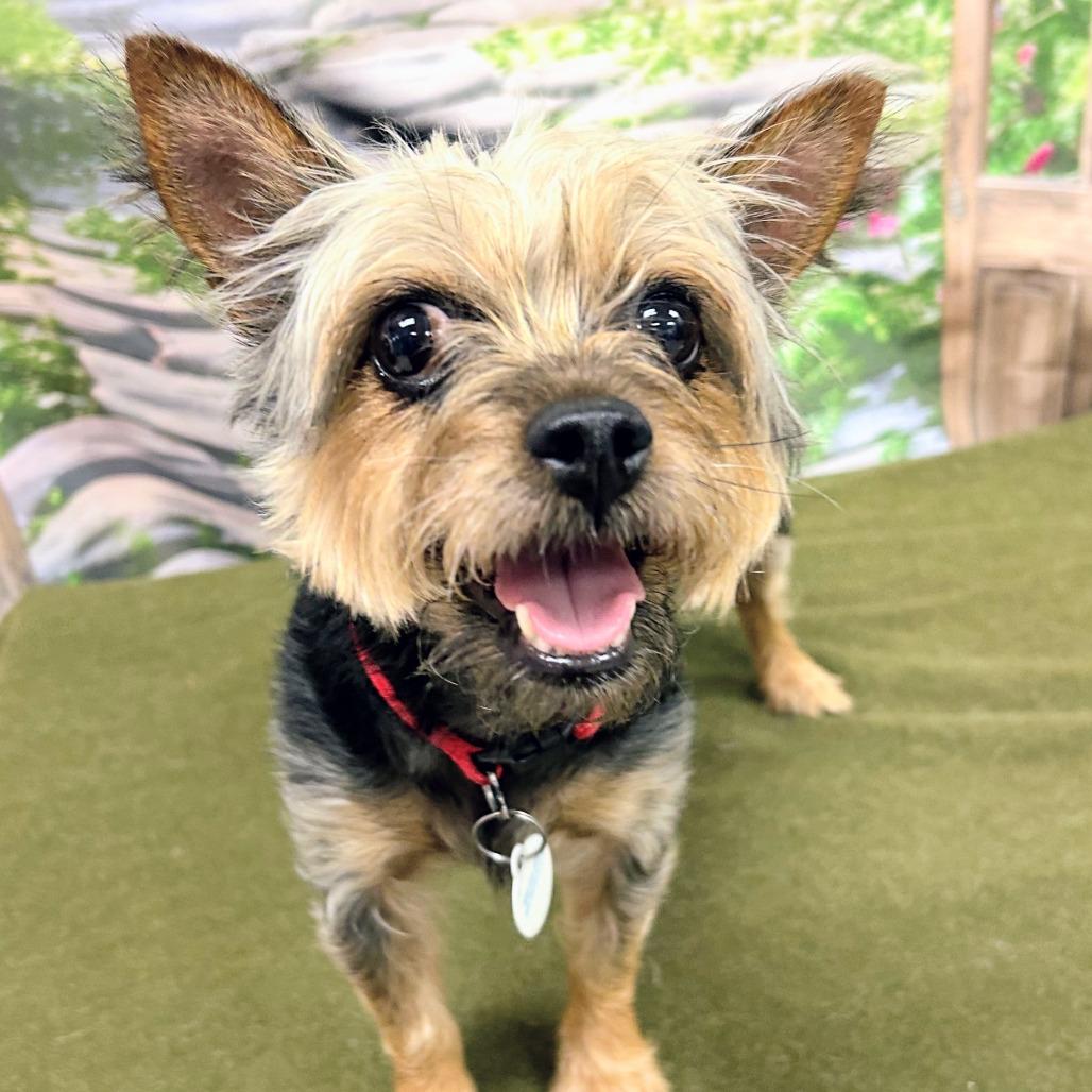 Zoey V 26-026, a Adoptable Yorkshire Terrier in Little Rock, AR image 2/4