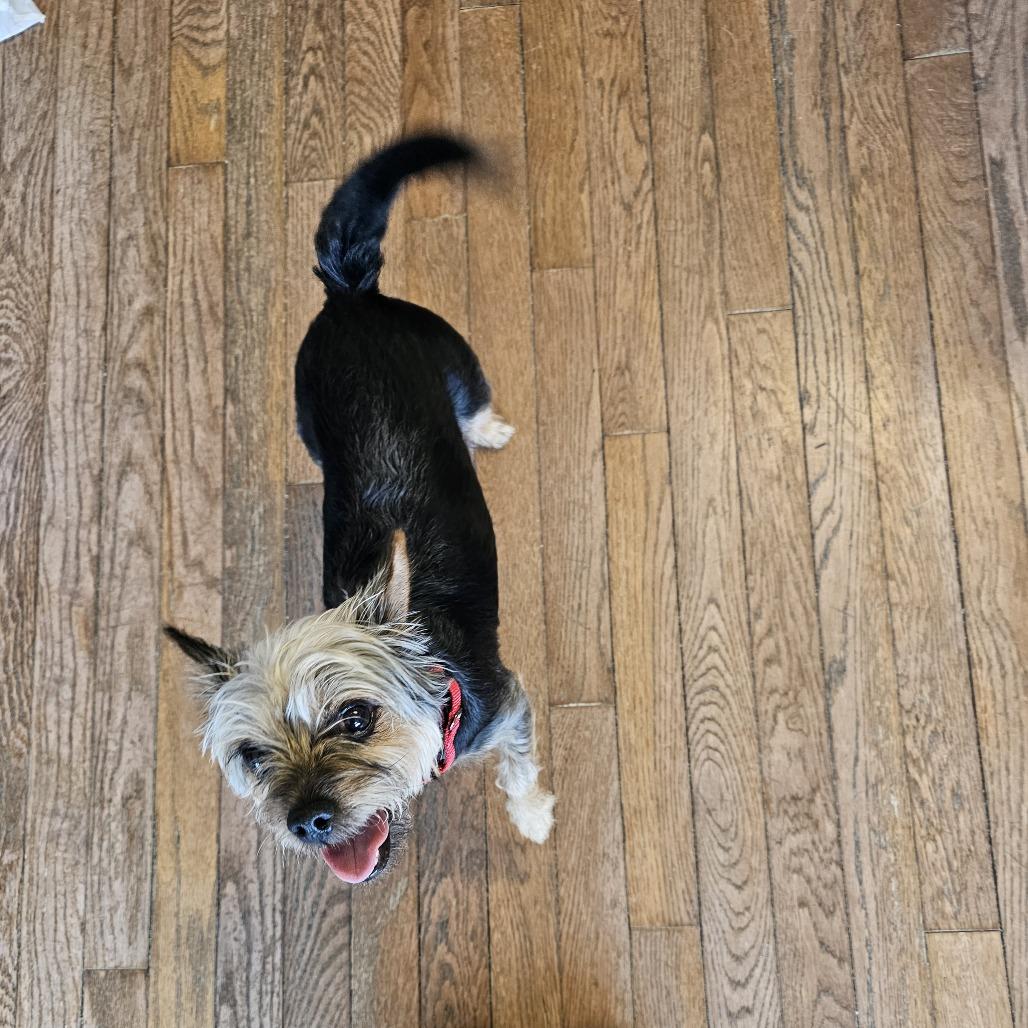 Zoey V 26-026, a Adoptable Yorkshire Terrier in Little Rock, AR image 3/4