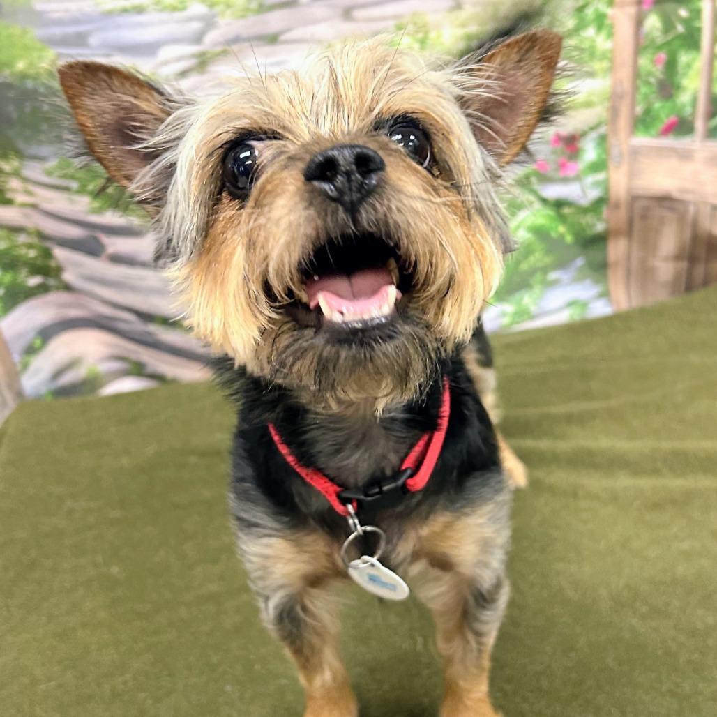 Zoey V 26-026, a Adoptable Yorkshire Terrier in Little Rock, AR image 4/4