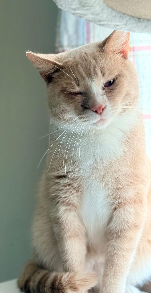 Enlarge KORN, a Adoptable mixed breed in North Vernon, IN image 1/2