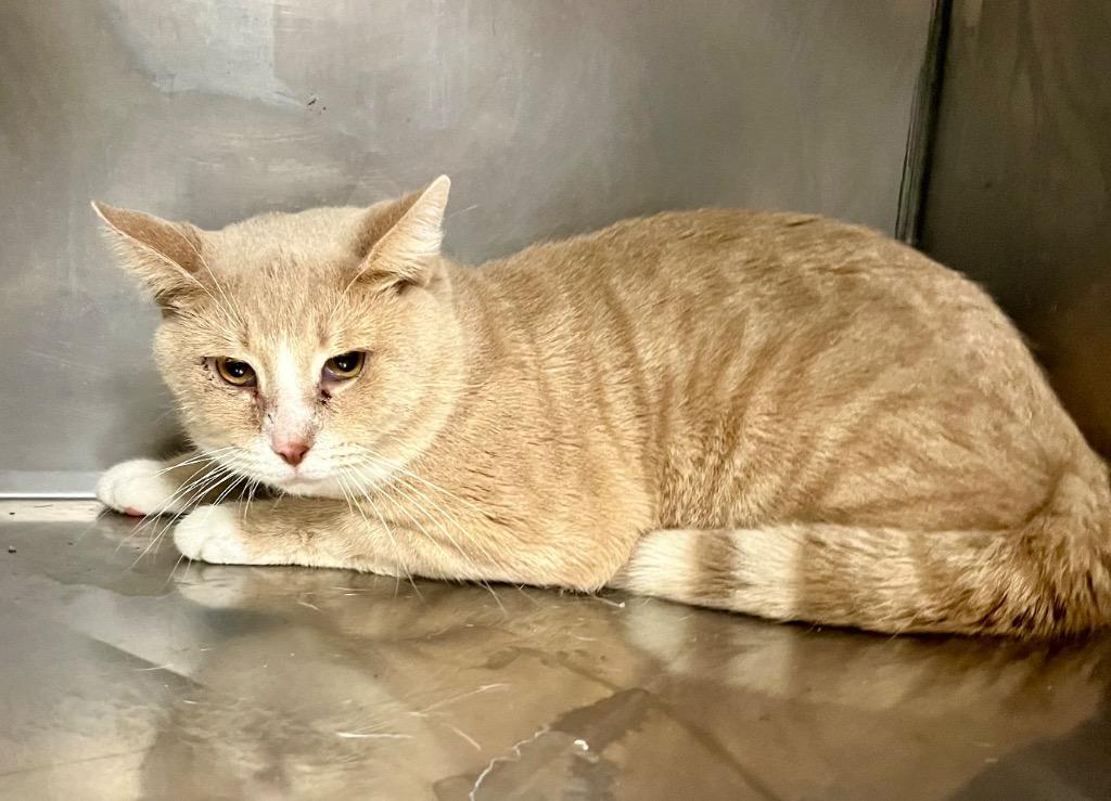 KORN, Adoptable, Adult Male Domestic Short Hair.