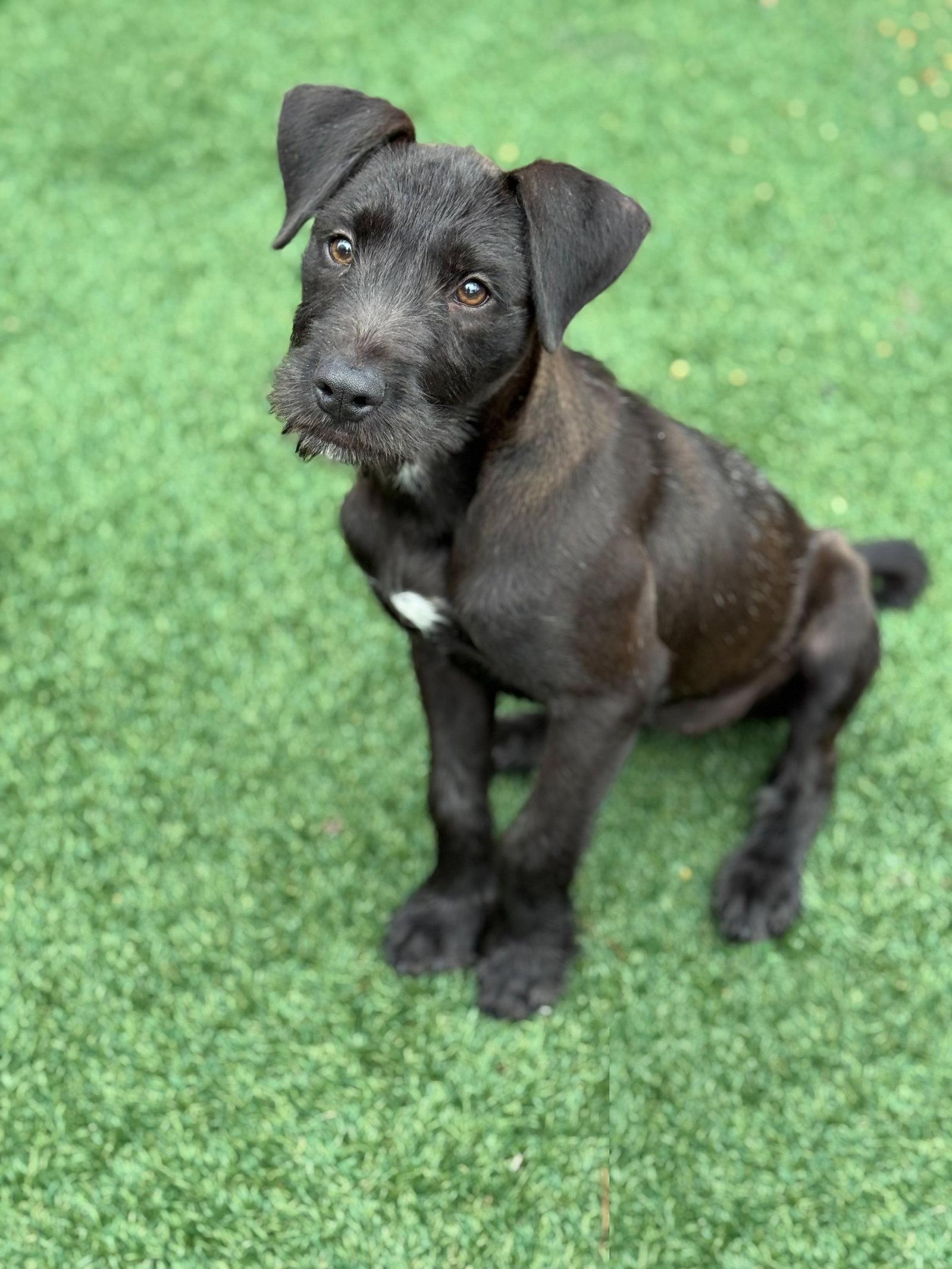 Enlarge Millie, a Adoptable mixed breed in Helotes, TX image 1/3