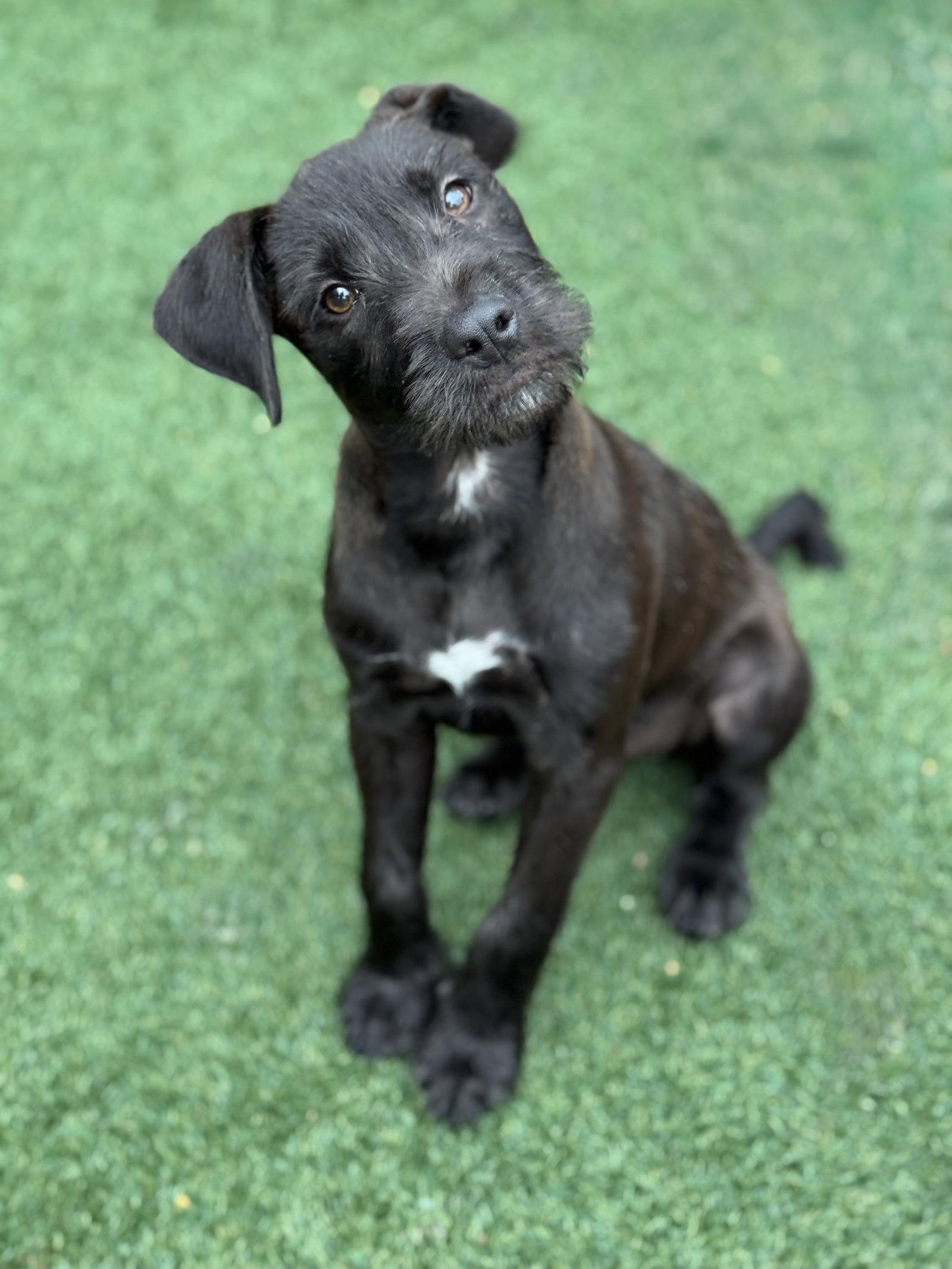 Enlarge Millie, a Adoptable mixed breed in Helotes, TX image 2/3