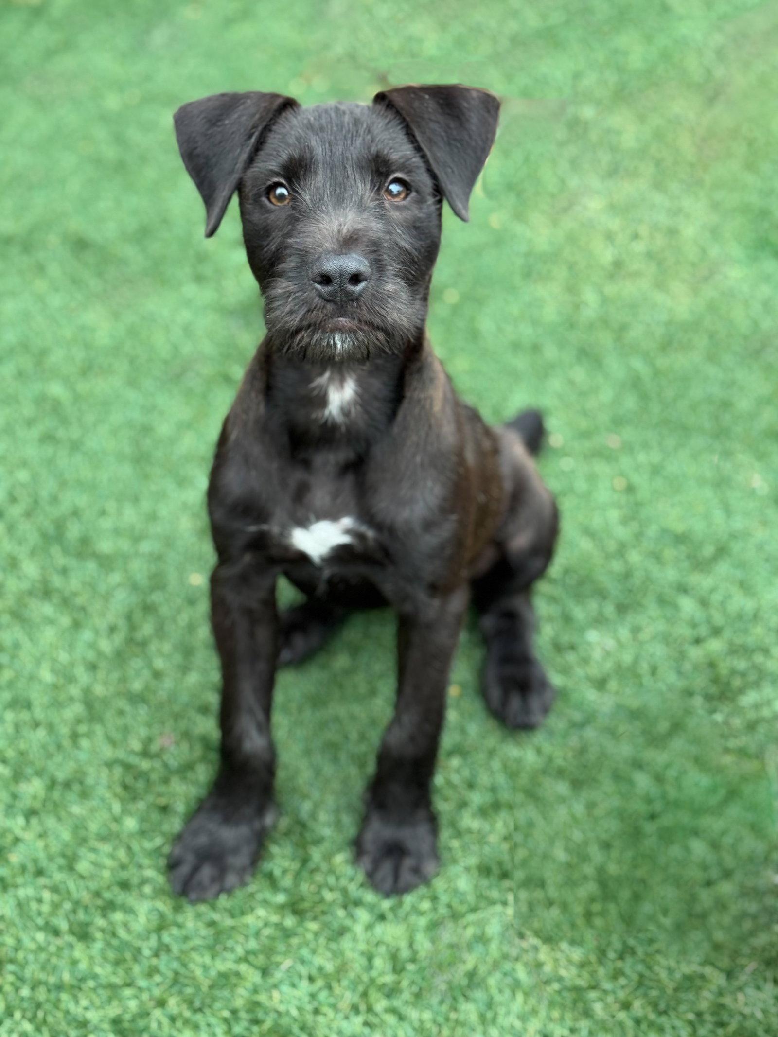 Enlarge Millie, a Adoptable mixed breed in Helotes, TX image 3/3