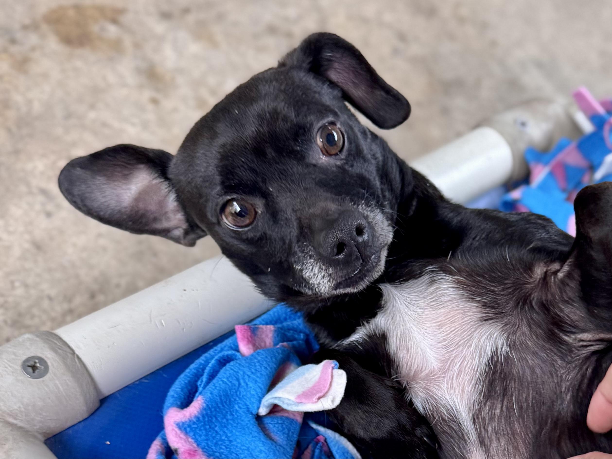 Enlarge RALPH, an adopted mixed breed in Fresno, CA image 2/5