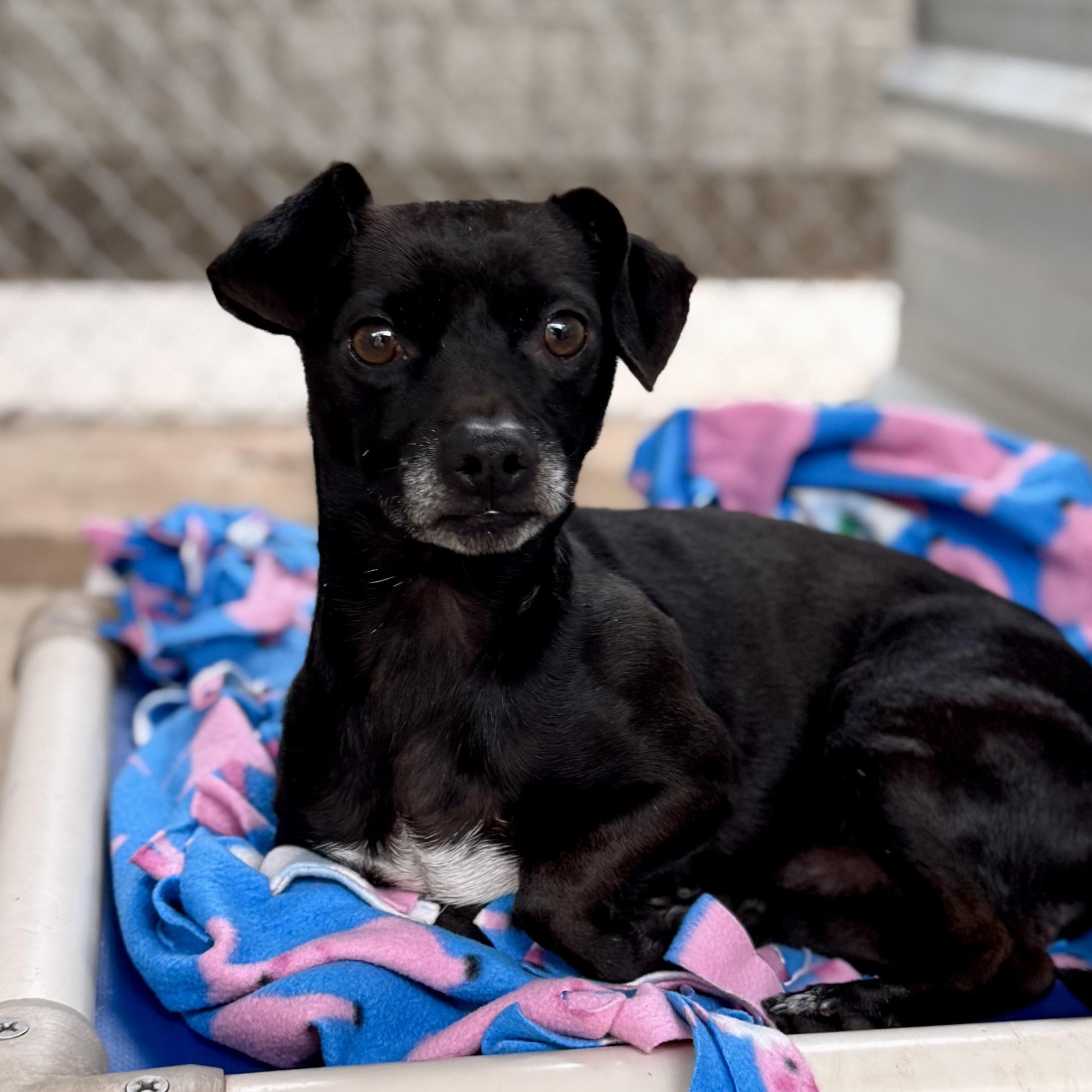 Enlarge RALPH, an adopted mixed breed in Fresno, CA image 4/5