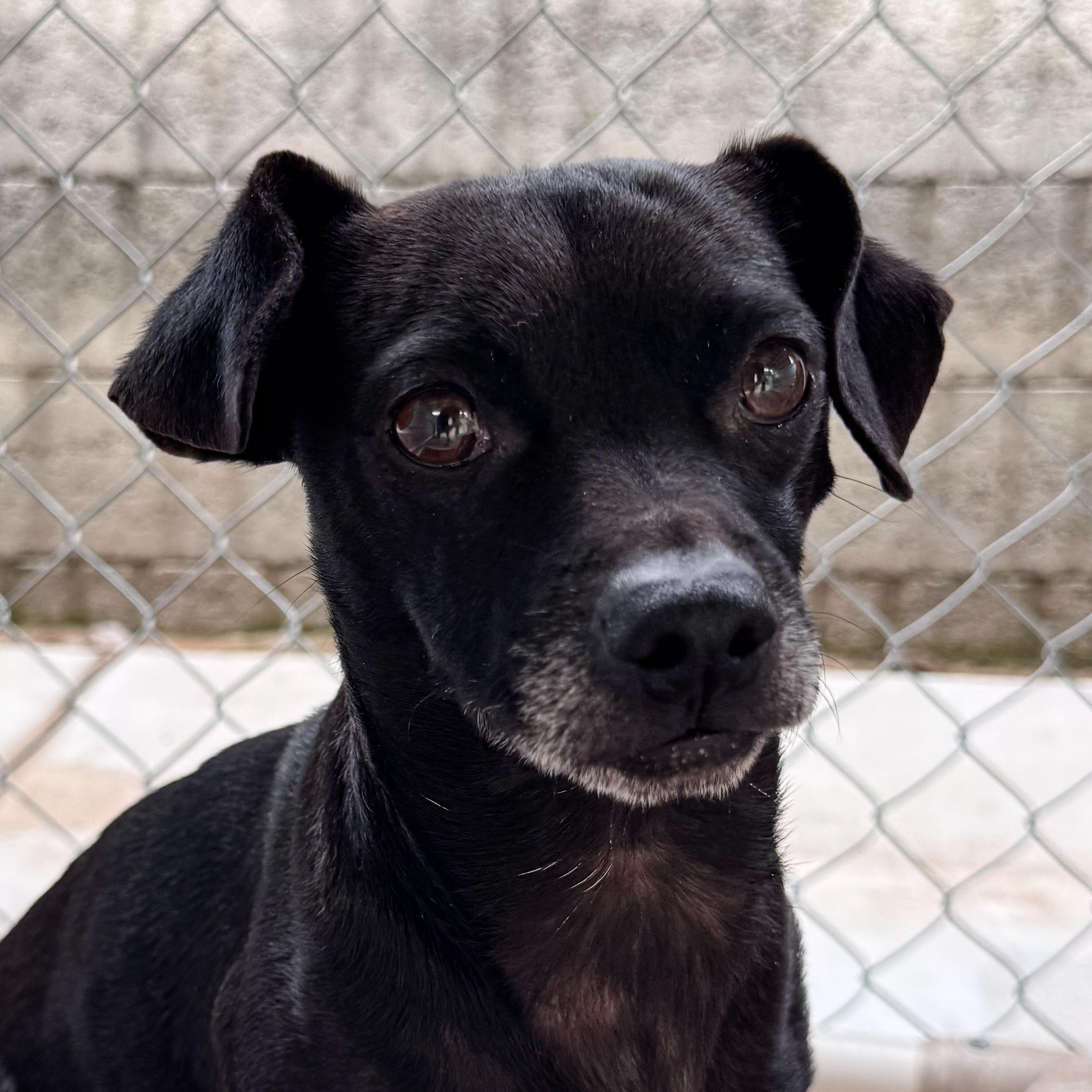 Enlarge RALPH, an adopted mixed breed in Fresno, CA image 5/5