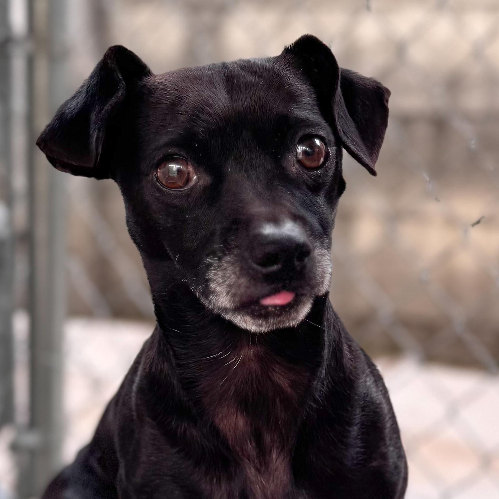 Enlarge RALPH, an adopted mixed breed in Fresno, CA image 3/5