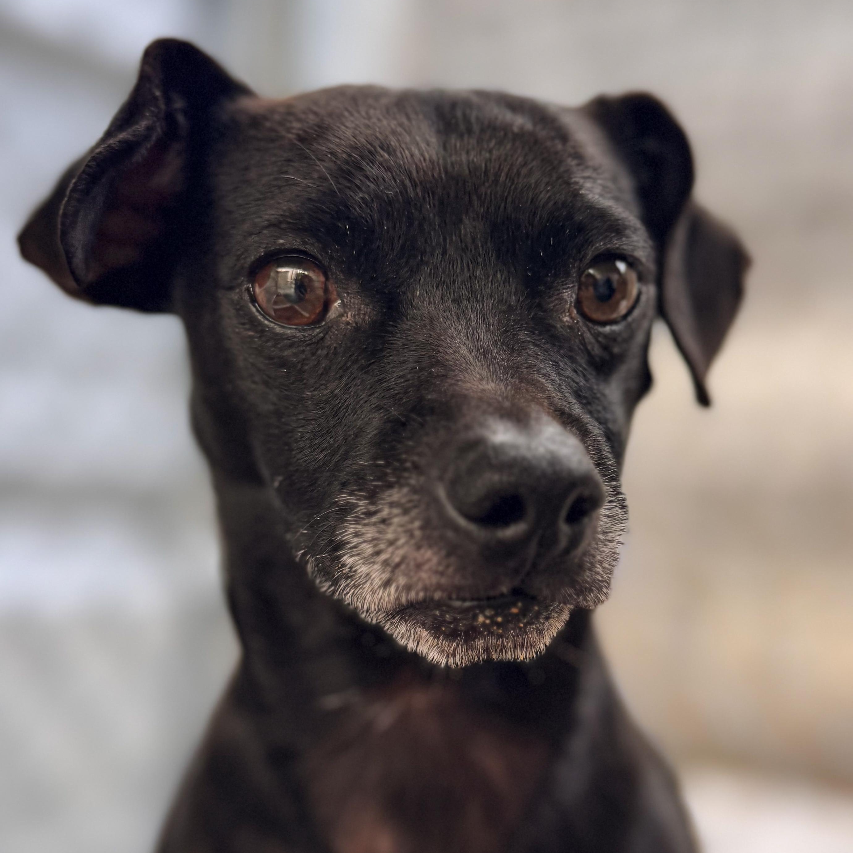 Enlarge RALPH, an adopted mixed breed in Fresno, CA image 1/5