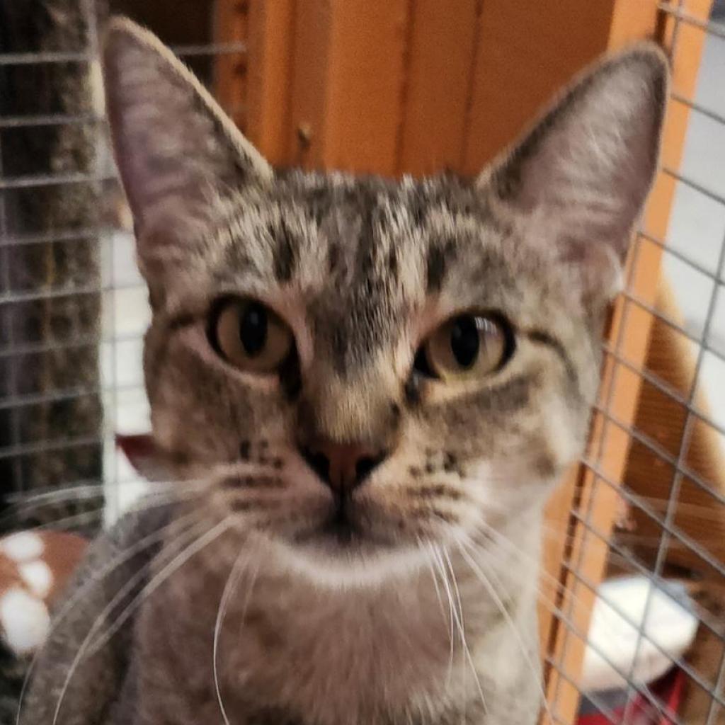 Sophie, a Adoptable Domestic Short Hair in Fresno, CA image 1/3