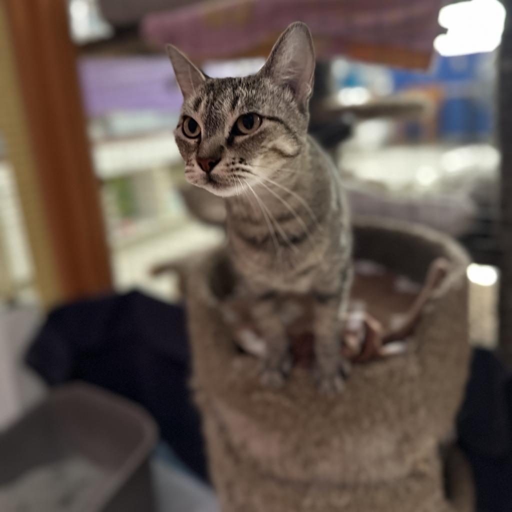 Sophie, a Adoptable Domestic Short Hair in Fresno, CA image 2/3