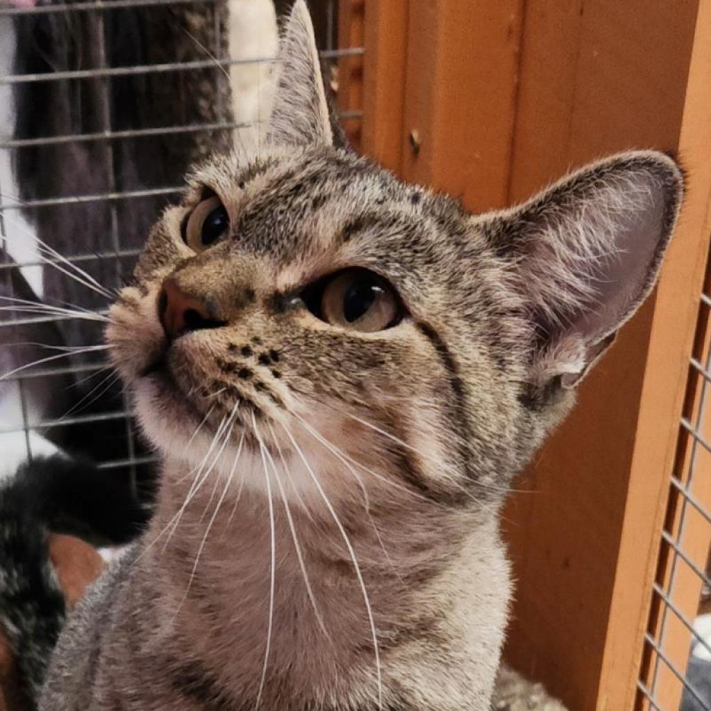Sophie, a Adoptable Domestic Short Hair in Fresno, CA image 3/3
