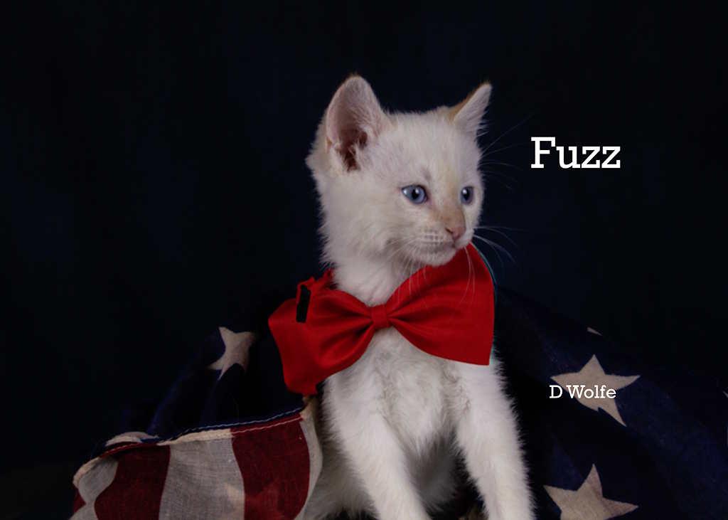Fuzz, an adopted mixed breed in York, NE image 3/4