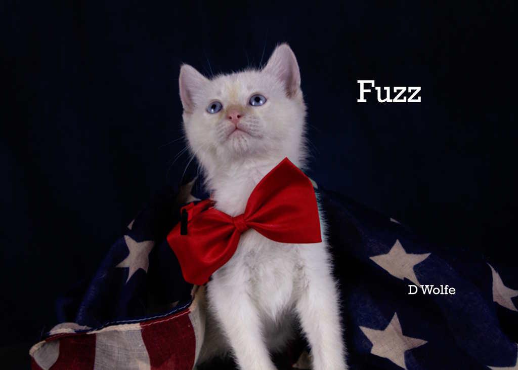 Fuzz, an adopted mixed breed in York, NE image 2/4