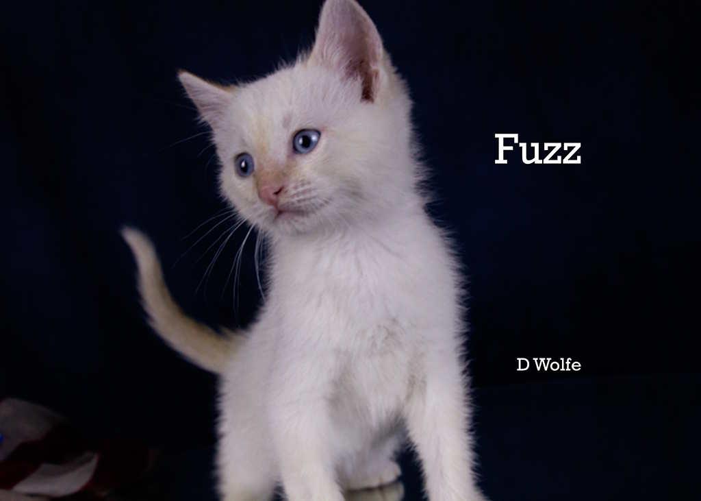 Fuzz, an adopted mixed breed in York, NE image 1/4