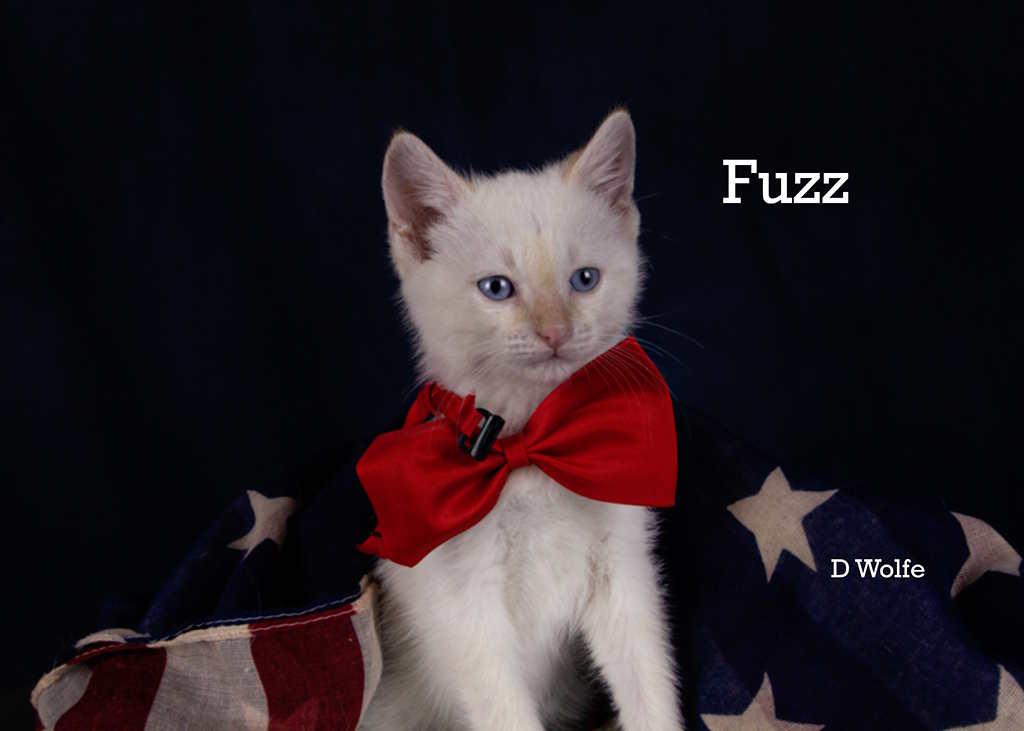 Fuzz, an adopted mixed breed in York, NE image 4/4