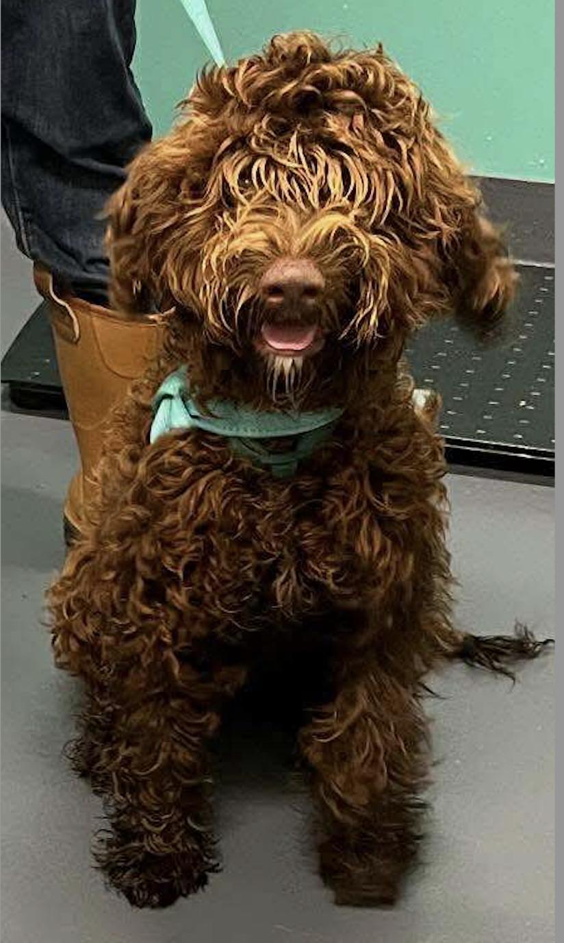 Meet Pierre a young 22 pound wonderful Doodle mix He is friendly and gets along with other dogs 