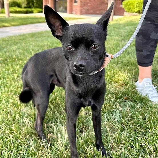 Enlarge Curly, a Adoptable Chihuahua in Romeoville, IL image 1/3