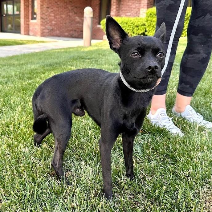 Enlarge Curly, a Adoptable Chihuahua in Romeoville, IL image 2/3