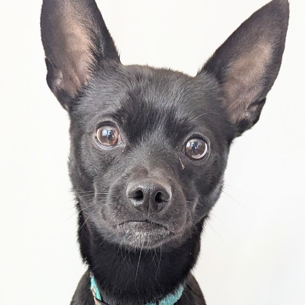 Enlarge Curly, a Adoptable Chihuahua in Romeoville, IL image 3/3