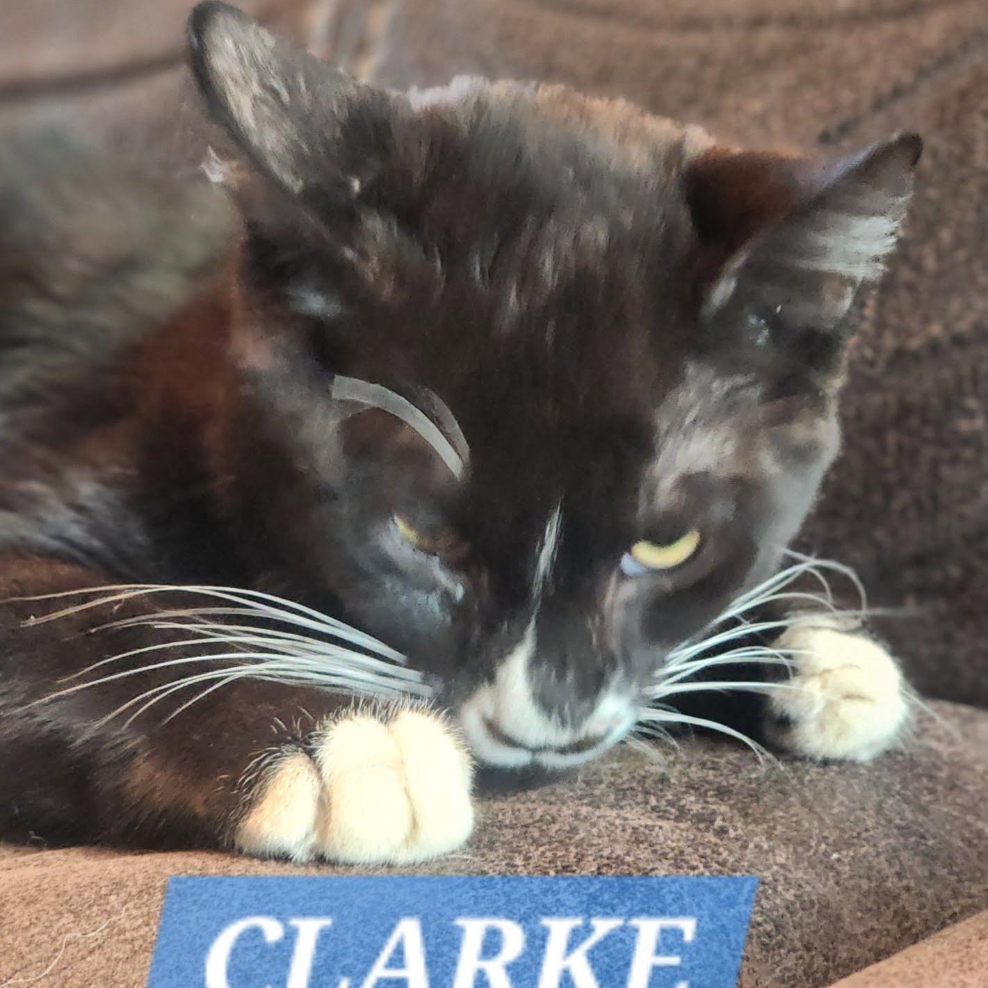 Clarke, an adoptable Domestic Short Hair in MOSES LAKE, WA, 98837 | Photo Image 1