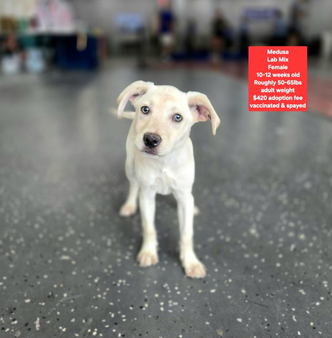 Medusa, Adopted, Puppy Female Labrador Retriever.