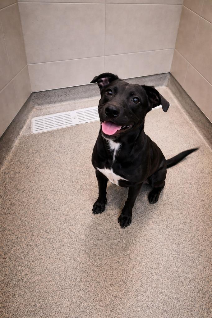 Enlarge HUGGIE, a Adoptable mixed breed in Rome, GA image 1/2
