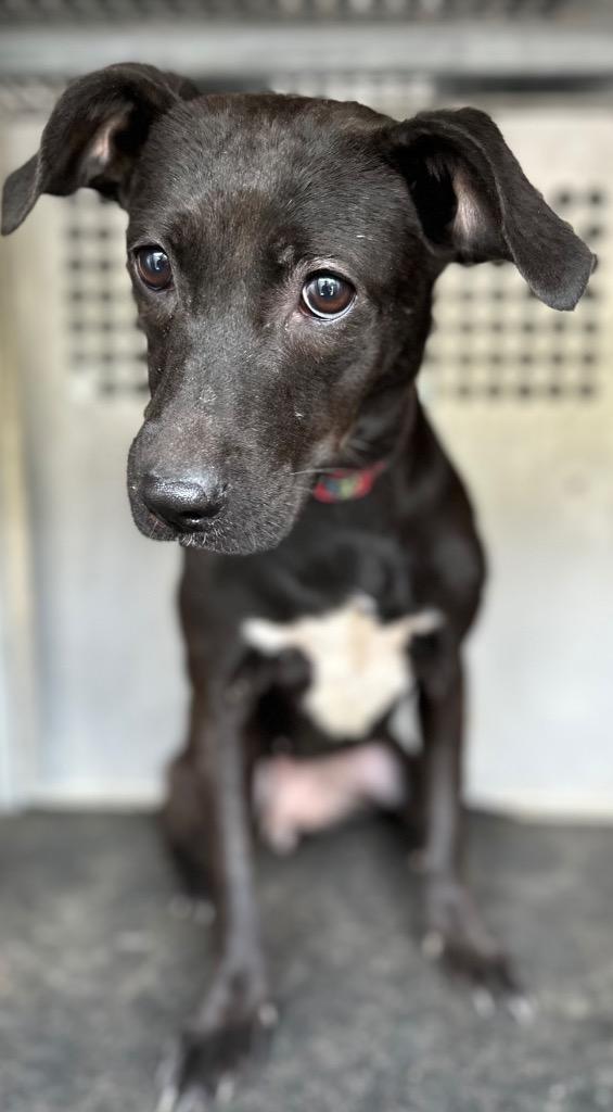 Enlarge HUGGIE, a Adoptable mixed breed in Rome, GA image 2/2