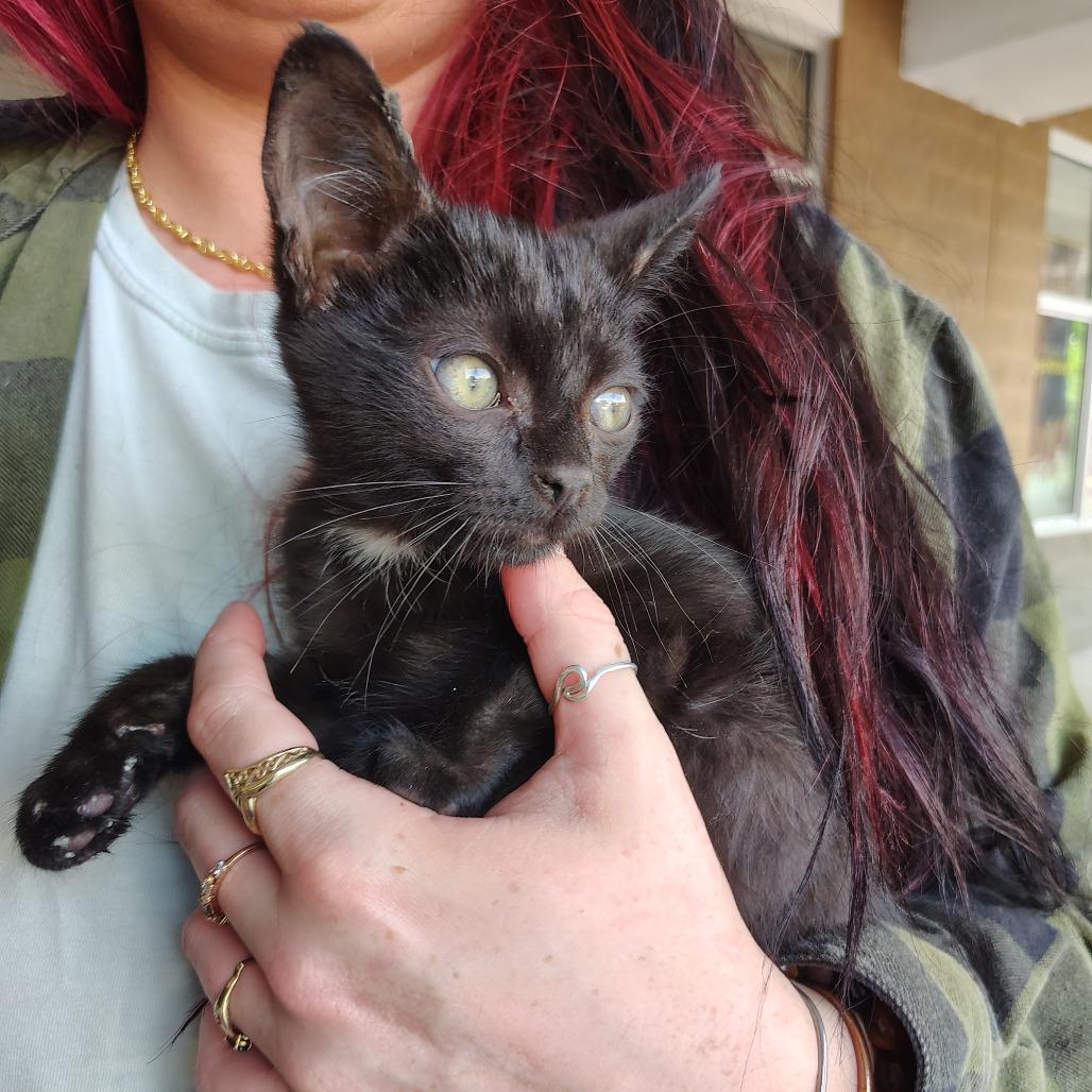 Enlarge Fred Astaire, an adoptable Domestic Short Hair in Wilmington, NC image 2/4