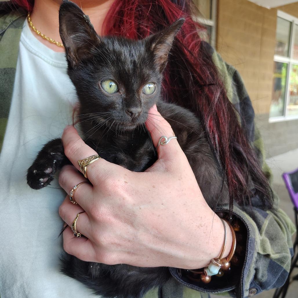 Enlarge Fred Astaire, an adoptable Domestic Short Hair in Wilmington, NC image 1/4