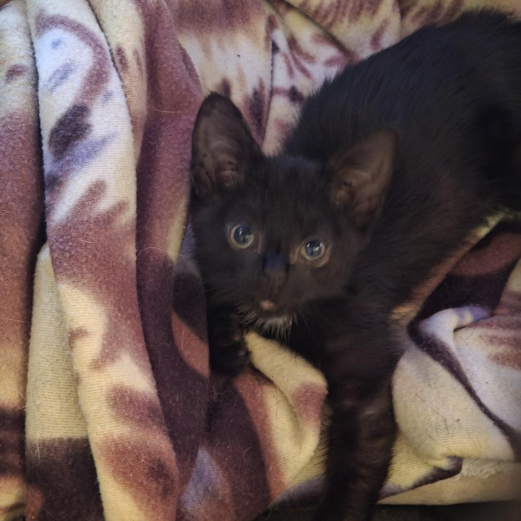 Enlarge Fred Astaire, an adoptable Domestic Short Hair in Wilmington, NC image 3/4
