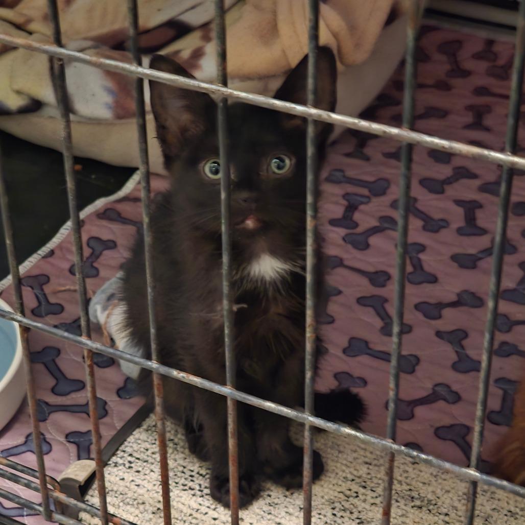 Enlarge Fred Astaire, an adoptable Domestic Short Hair in Wilmington, NC image 4/4