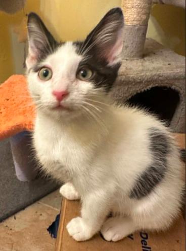 Enlarge Lumi, an adopted Domestic Short Hair in Battle Creek, MI image 1/1