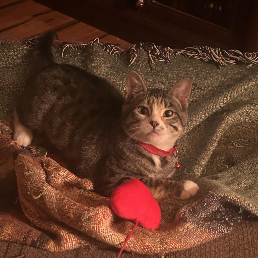 Moo Shu, Adoptable, Young Female Domestic Short Hair.