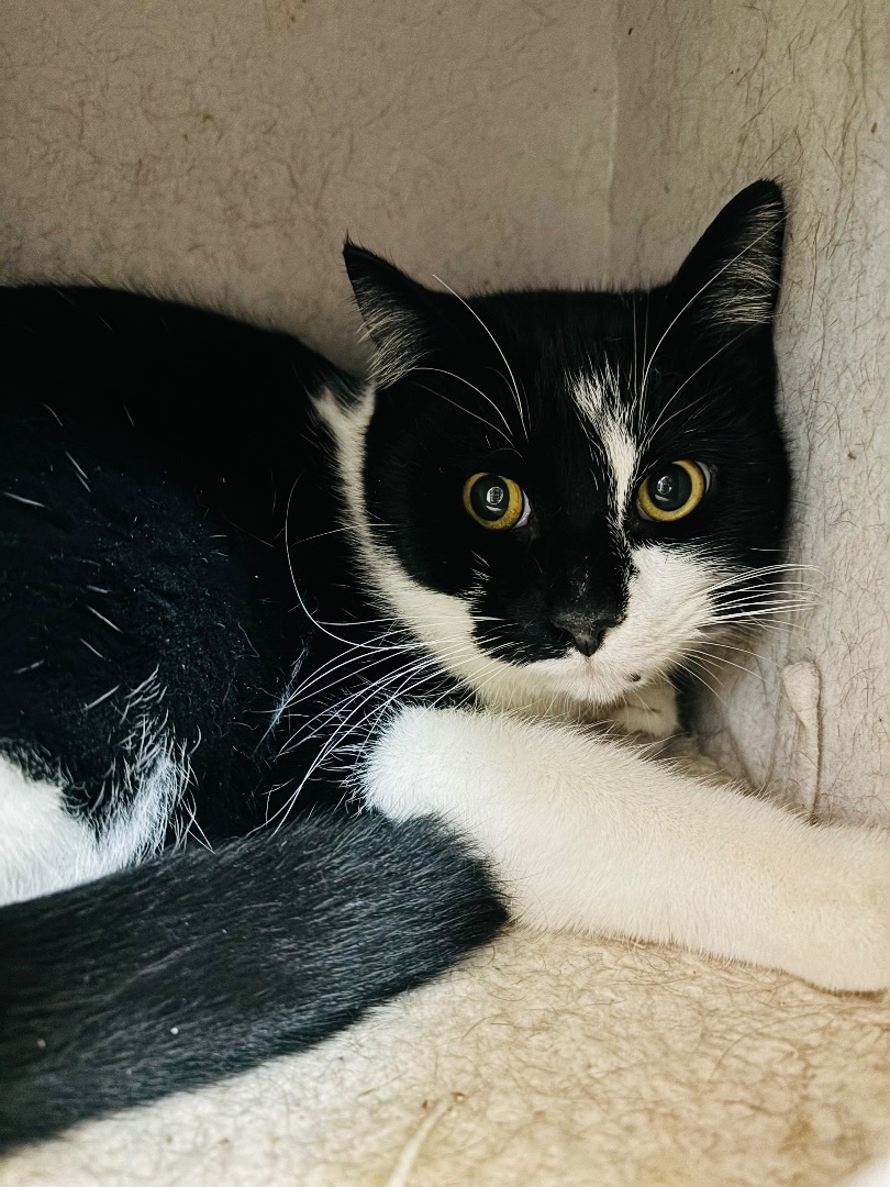 Finley, a Adoptable Domestic Short Hair in Richland Center, WI image 2/4