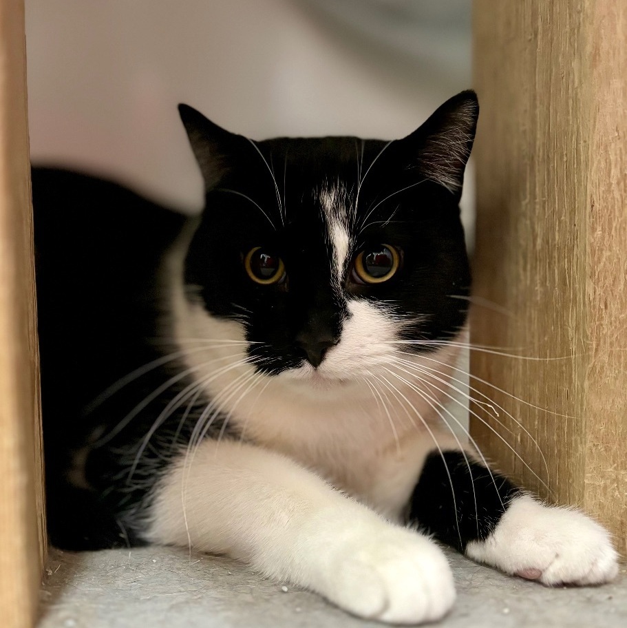 Finley, a Adoptable Domestic Short Hair in Richland Center, WI image 3/4